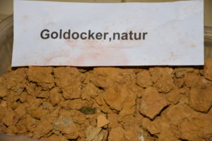 Goldocker